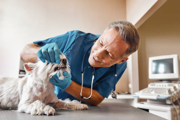 Best Emergency Dental Care for Broken or Chipped Teeth in Tipton, MO
